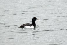 Reiherente (3 von 12).jpg